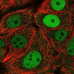 MCM2 Antibody, Novus Biologicals:Antibodies:Primary Antibodies
